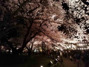 桜の季節の高田公園