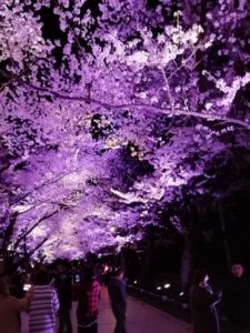 高田公園の夜桜