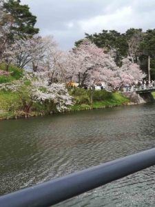 桜の季節の高田公園