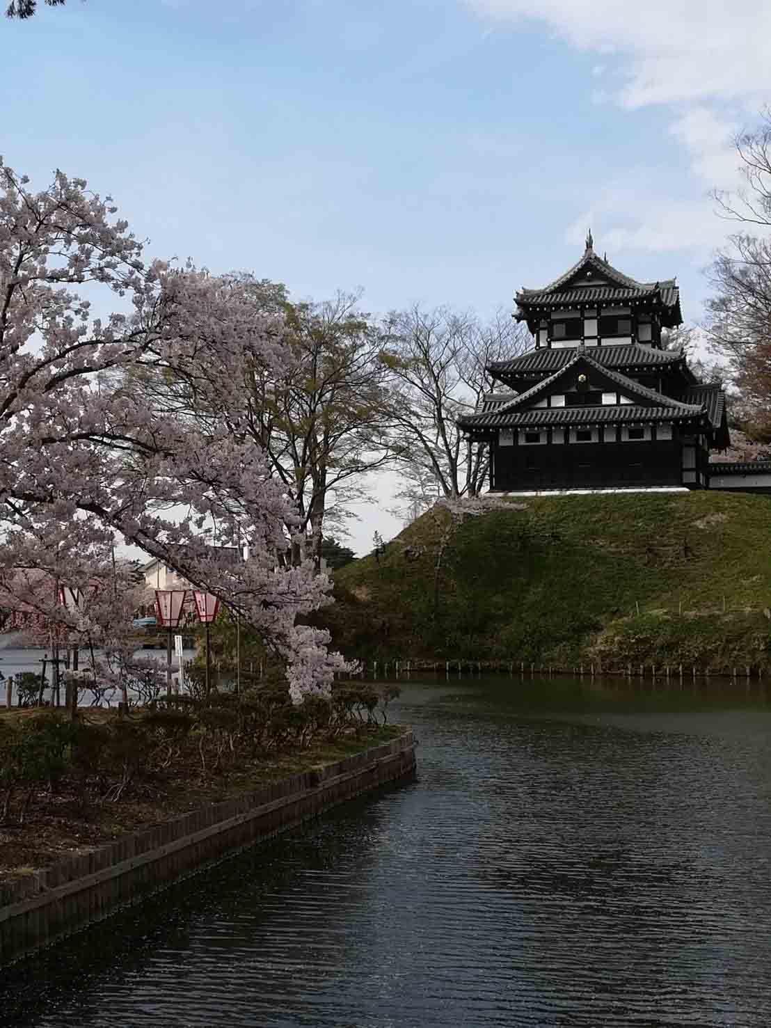 日本三大夜桜【高田公園】の夜桜は幻想的で感動がいっぱいです！
